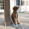 Dog Leash Hitch Parking Hook Heavy Duty Wall-Mount Stainless Steel