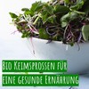 Wohltuer Organic Cress Seeds 200g