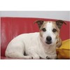Natusat A-Dog - For Dogs Targeted Support of Tendons, Ligaments