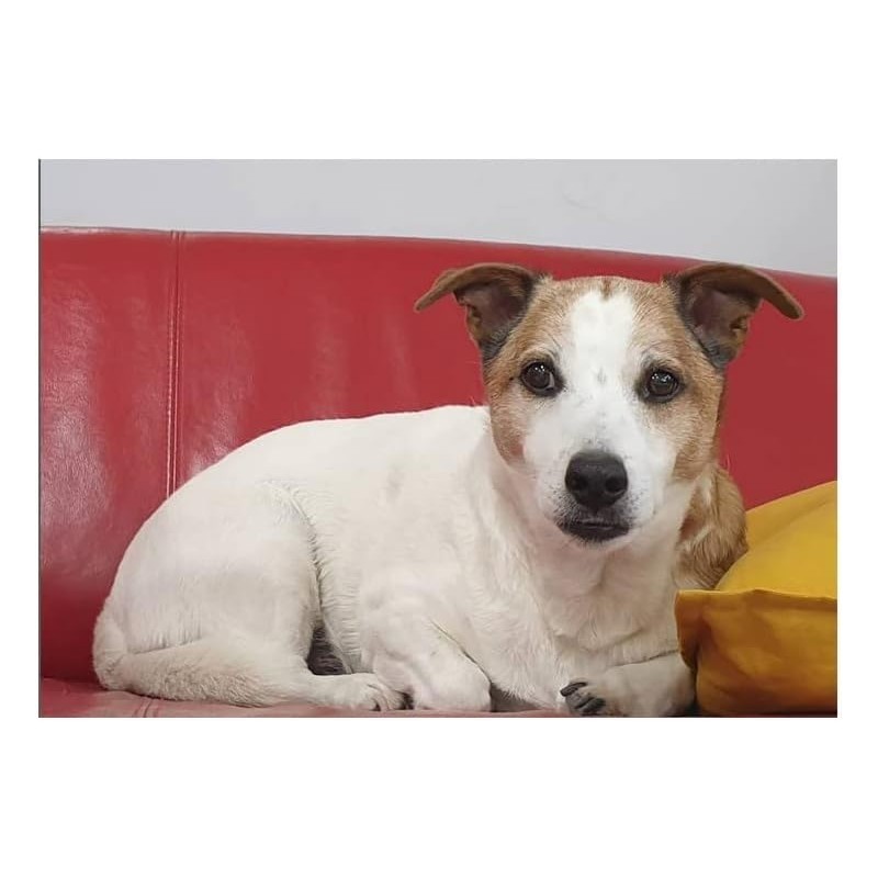 Natusat A-Dog - For Dogs Targeted Support of Tendons, Ligaments