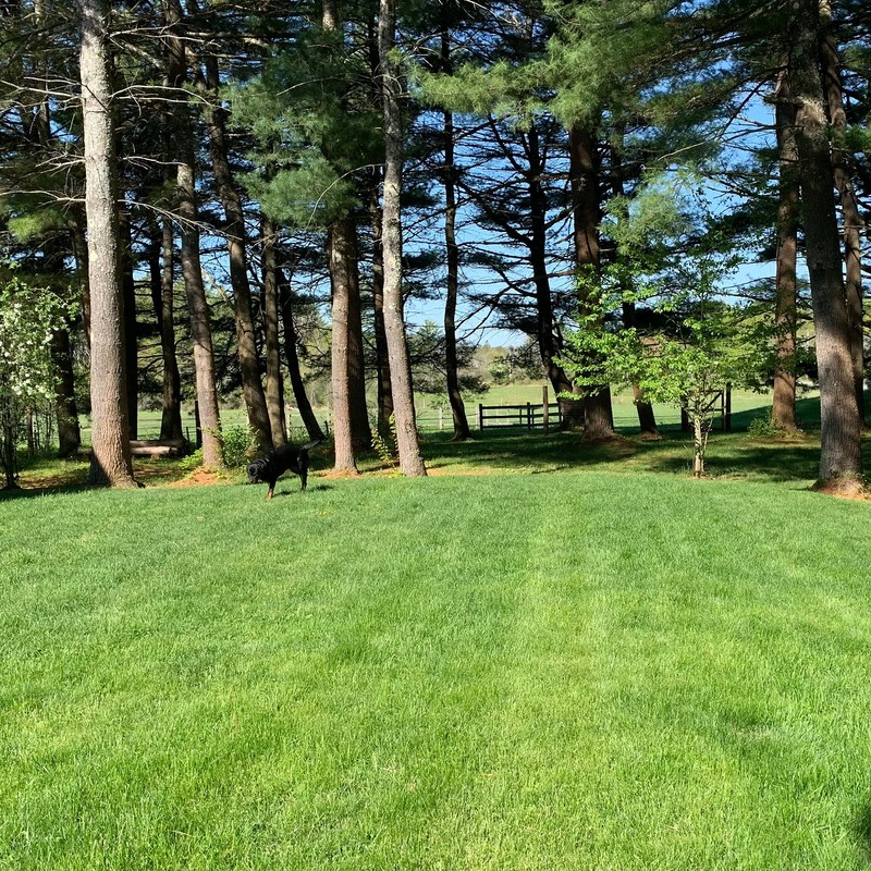 Purely Organic Products Lawn Food 10-0-2, 25 LB Bag (Covers