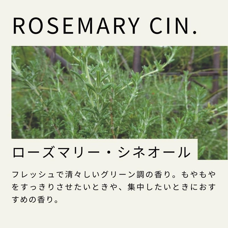 Tree of Life Rosemary Cineol Essential Oil 50ml Aroma Oil