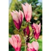 1 PACK 2” POT ANN STAR MAGNOLIA TREE GREENHOUSE BEST