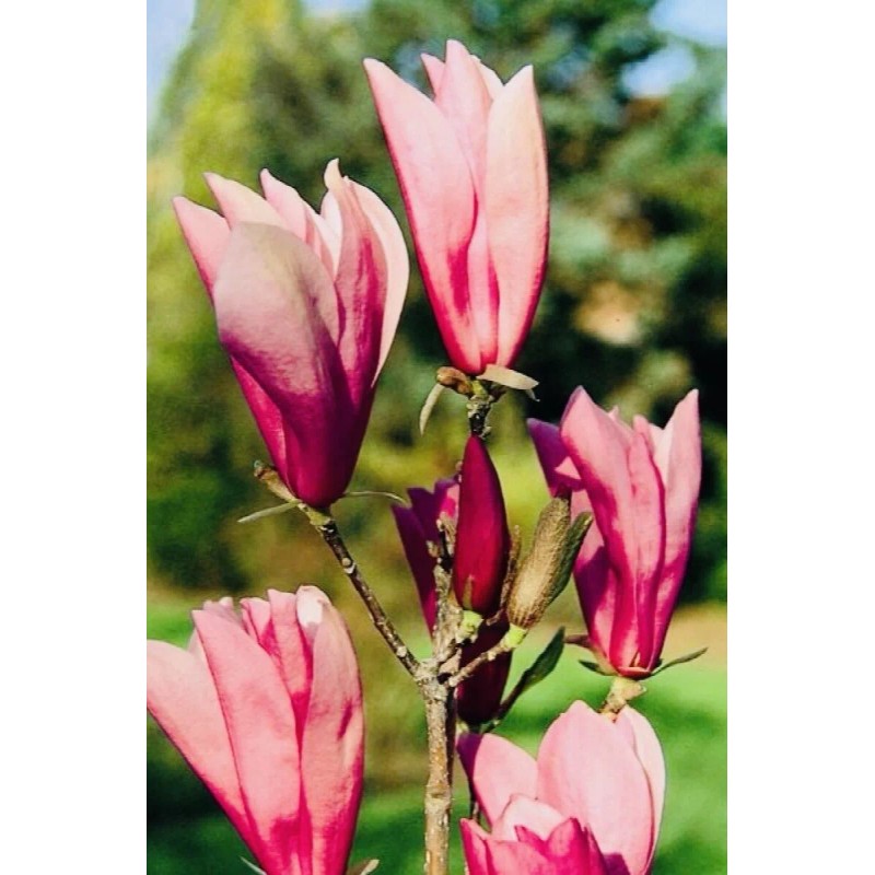 1 PACK 2” POT ANN STAR MAGNOLIA TREE GREENHOUSE BEST