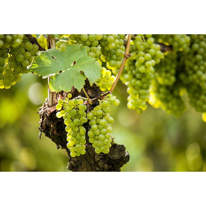 Pure Herbs: Grape Seed - 1 oz.