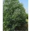 RLH 40 Austree Hybrid Willow Tree Thick Cuttings Fresh Cut