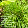 Feelia - Lemongrass Essential Oil - 100% Pure & Natural,