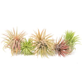 Air Plant Shop 5 Pack XL Tillandsia Ionantha Rubra- Wholesale and Bulk - Succulents - Live Tillandsia - Easy Care Indoor and Outdoor House Plants