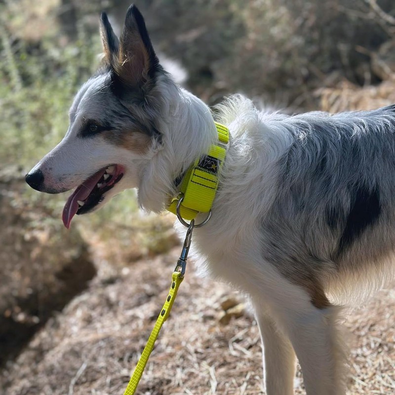 Martingale Collar Nude Neon Orange 4cm Large