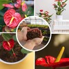 Anthurium Plant Potting Soil Mix (4 Quarts), Indoor Houseplant Custom
