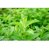 Lowhill Valley Lemon Balm Leaf - Melissa officinalis for Natural