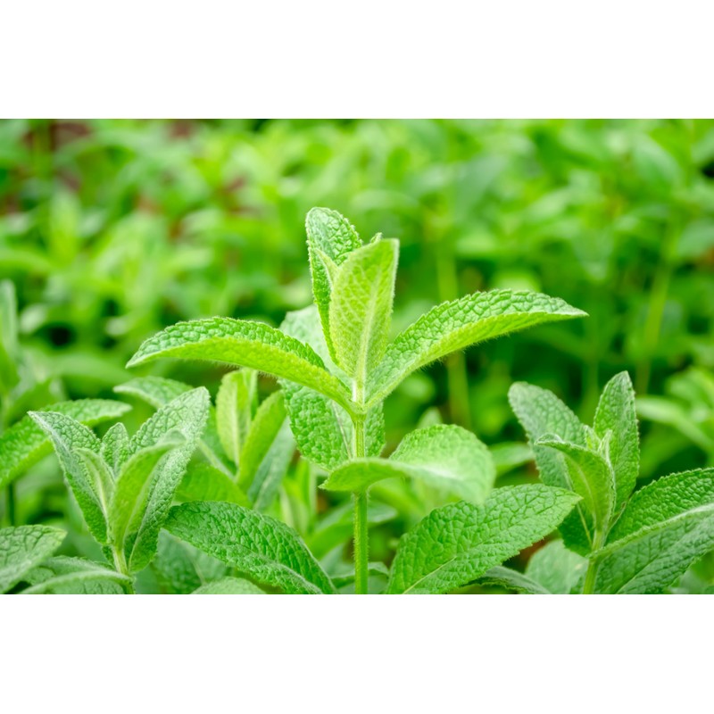 Lowhill Valley Lemon Balm Leaf - Melissa officinalis for Natural