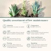 Shop Succulents Assorted Succulent Plant Pack Collection - Live Mini