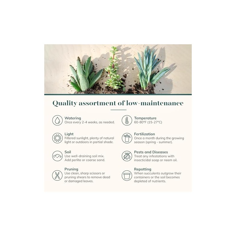 Shop Succulents Assorted Succulent Plant Pack Collection - Live Mini