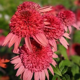 HILROQG Double Pink Coneflower Plants Live in 2.5 Inch Pot, Live Coneflower Plants, Pink Echinacea Plant, Flower Echinacea Plants Live for Outdoor Garden, Live Coneflower Starter Plant