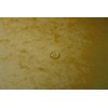 Exacompta 54129E Premium Stapled Folder Made of Extra Strong Colorspan