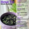 NatureZ Edge Catnip Seeds for Planting, 2.6 Grams, 3400+ Herb