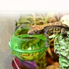 Reptile Feeder, Anti Escape Feeder Cups Transparent Worm Live Fodder