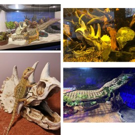 Tfwadmx Bearded Dragon Tank Accessories,Resin Dinosaur Triceratops Skull Lizard Hammock Reptiles Habitat Hideout Cave for Lizard Chameleon Snake Spider Frog Gecko