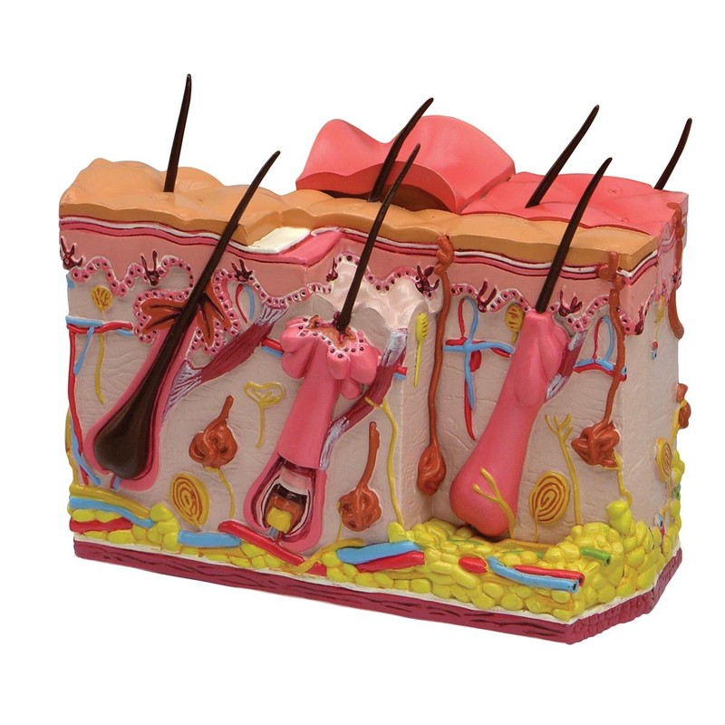 Skin Burn-Normal Skin Model