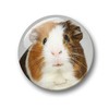 Merchandise for Fans Guinea Pig Fridge Magnets Set of 6