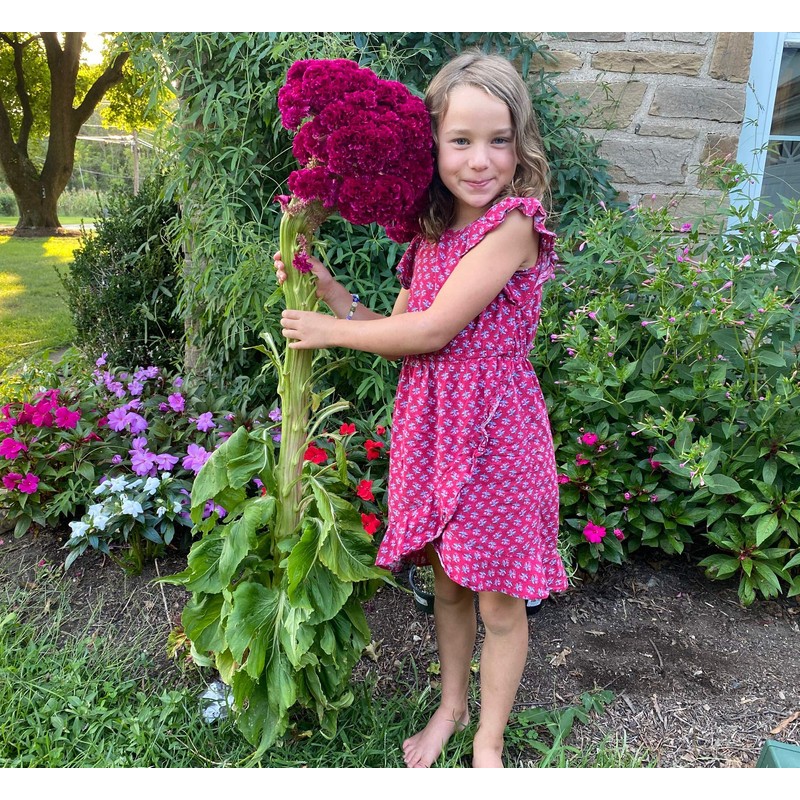Giant Red Celosia Cockscomb from Monticello Premium Seed Packet