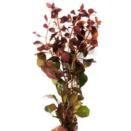 Mainam Ludwigia Repens Bunch Live Aquarium Plants Red Fresh Tropical Water Aquatic Plants