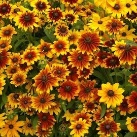 Mother Nature's Seeds Black Eyed Susan DWARF RUSTIC Flower Mix Butterflies Rudbeckia Non-GMO 500 Seeds