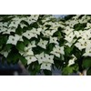 1 Live Kousa Dogwood Tree | 2-3' in an ABP