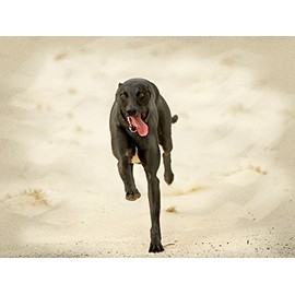 CALVENDO Puzzle One Motif from the Calendar Galgo español - Spanish Greyhounds in Motion 1000 Pieces Puzzle Landscape | 1000 Pieces Laying Size 64 x 48 cm Photo Puzzle for Happy Hours