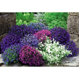 Rare Flower Seeds 1000+ Lobelia Seeds Mix Blue Red White Сascade Cardinal Flower Annual Indoor Heirloom