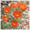 Everwilde Farms - 50 Scarlet Globe Mallow Native Wildflower Seeds