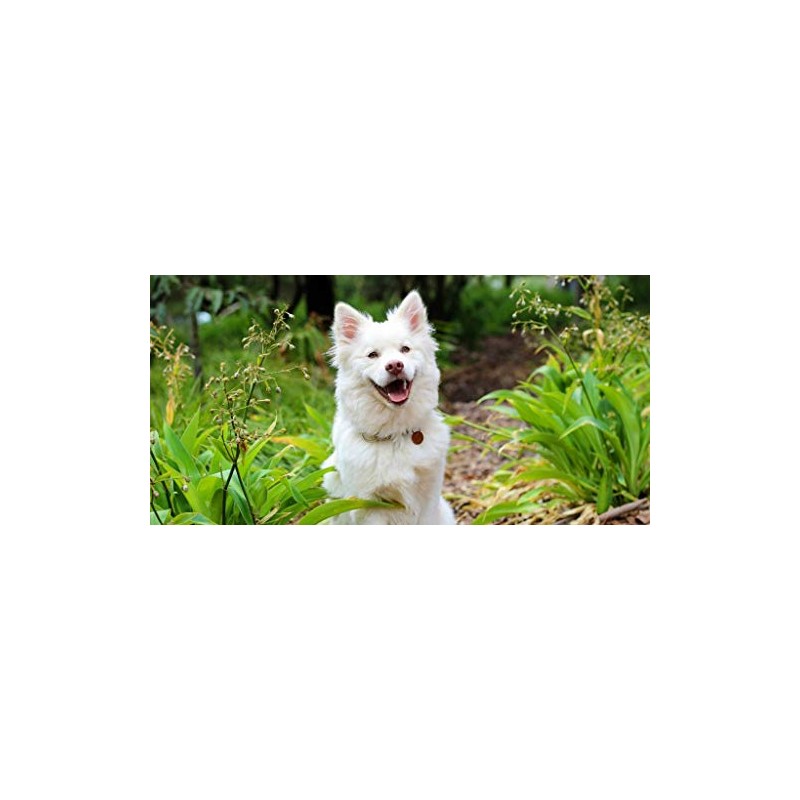 PET SUPPLEMENTS & NUTRITION LLC Immune Dog Supplement - Advanced