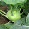 Seeds Kohlrabi (Cabbage German Turnip) Giant Biennial Vegetable for Planting