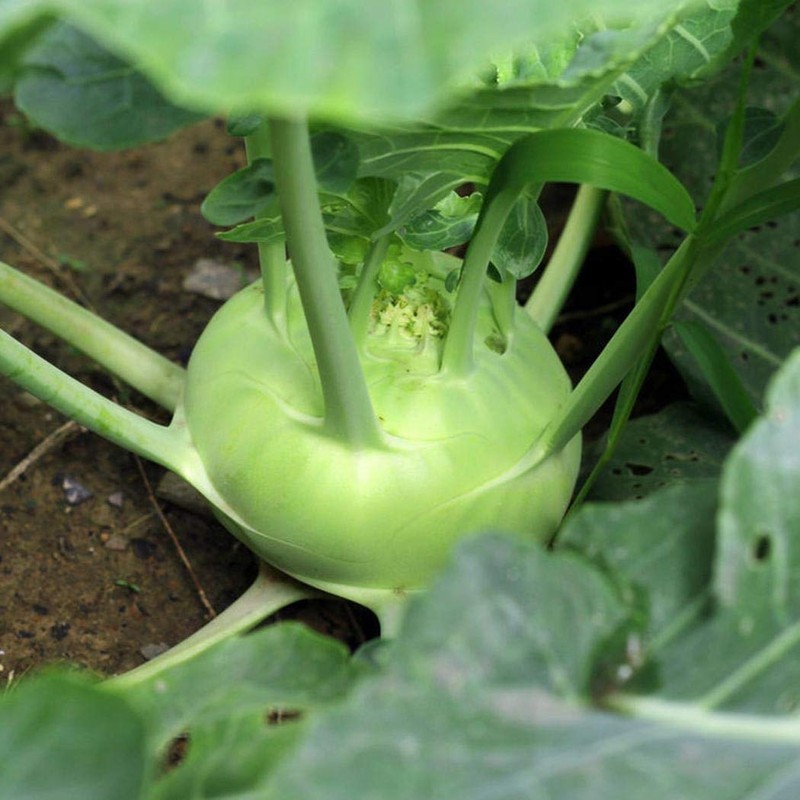 Seeds Kohlrabi (Cabbage German Turnip) Giant Biennial Vegetable for Planting