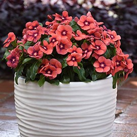 Park Seed Vinca Flower Plant Seeds, Easy to Grow, Perfect for Spring Garden, Tattoo Tangerine, Pack of 15
