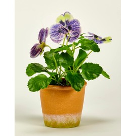 Worth Imports 10" Blue Pansy in 4" Pot Plant