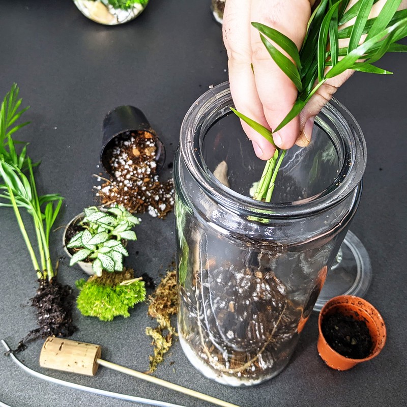 DIY Medium Open and Closed Terrarium Kit (Terracotta Pebbles)