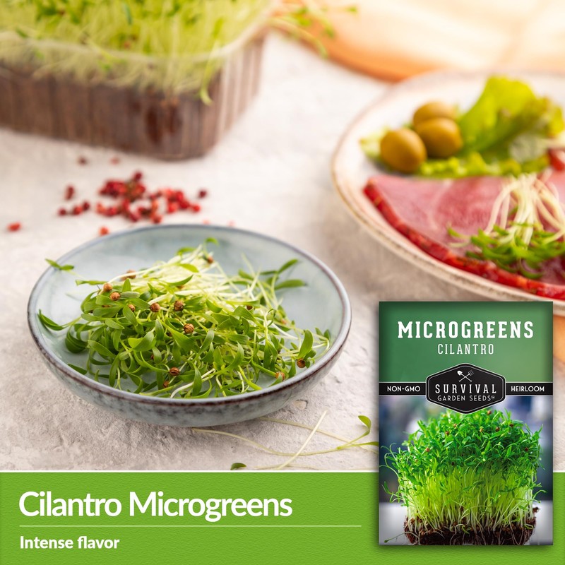 Cilantro Microgreen Seeds for Planting – Non-GMO Heirloom Cilantro Seeds