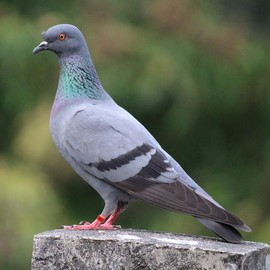 Chicken Thigh Bands Poultry Leg Rings, Poultry Band, Pack of 80 Chicken Rings, Pigeon Rings, Identification Leg Bands, for Marking Small Poultry Feet, 8 Colours, with Number, 16 mm