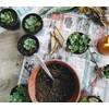 Shop Succulents | Hanging Collection of Live Succulent Plants, Hand