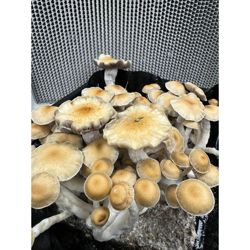 Premium Bulk Mushroom Substrate Mix 5 Lbs For Dung &