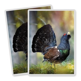 Vinyl Rectangle Vertical (Portrait) Stickers (Set of 2) 10cm - Capercaillie Bird Wildlife Nature for Laptops, Tablets, Luggage, Scrap Booking, Fridges #50453