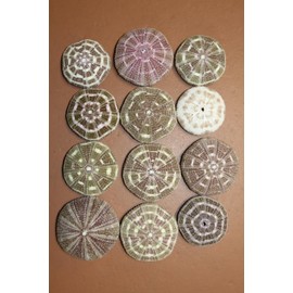 Pack of 84 Alfonso Urchin/Gator Urchins/Craft Supply/Air Plant Holder/Sailor Valentines Art Supply/Tropical Home Accent Decor SS-02