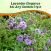 Outsidepride Pennyroyal Herb Seeds - 10,000 Pcs. Perennial, Drought Tolerant