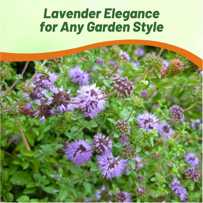 Outsidepride Pennyroyal Herb Seeds - 10,000 Pcs. Perennial, Drought Tolerant