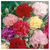 Carnation Chabaud Mix Seeds - 275 Seeds - 8 Week