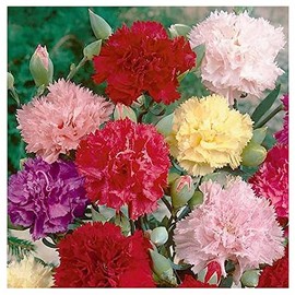 Carnation Chabaud Mix Seeds - 275 Seeds - 8 Week Blooming Period - All Zones