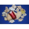 Salty Pelican Large Seashells Display MIx