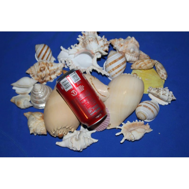 Salty Pelican Large Seashells Display MIx